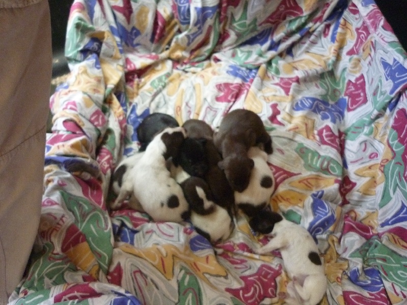 chiots