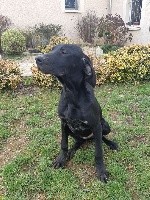 CHIOT